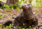 Komodo Island