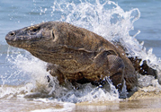 Komodo Dragon Giant lizard