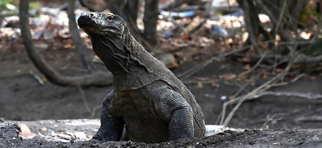 Komodo Dragon Population Chart